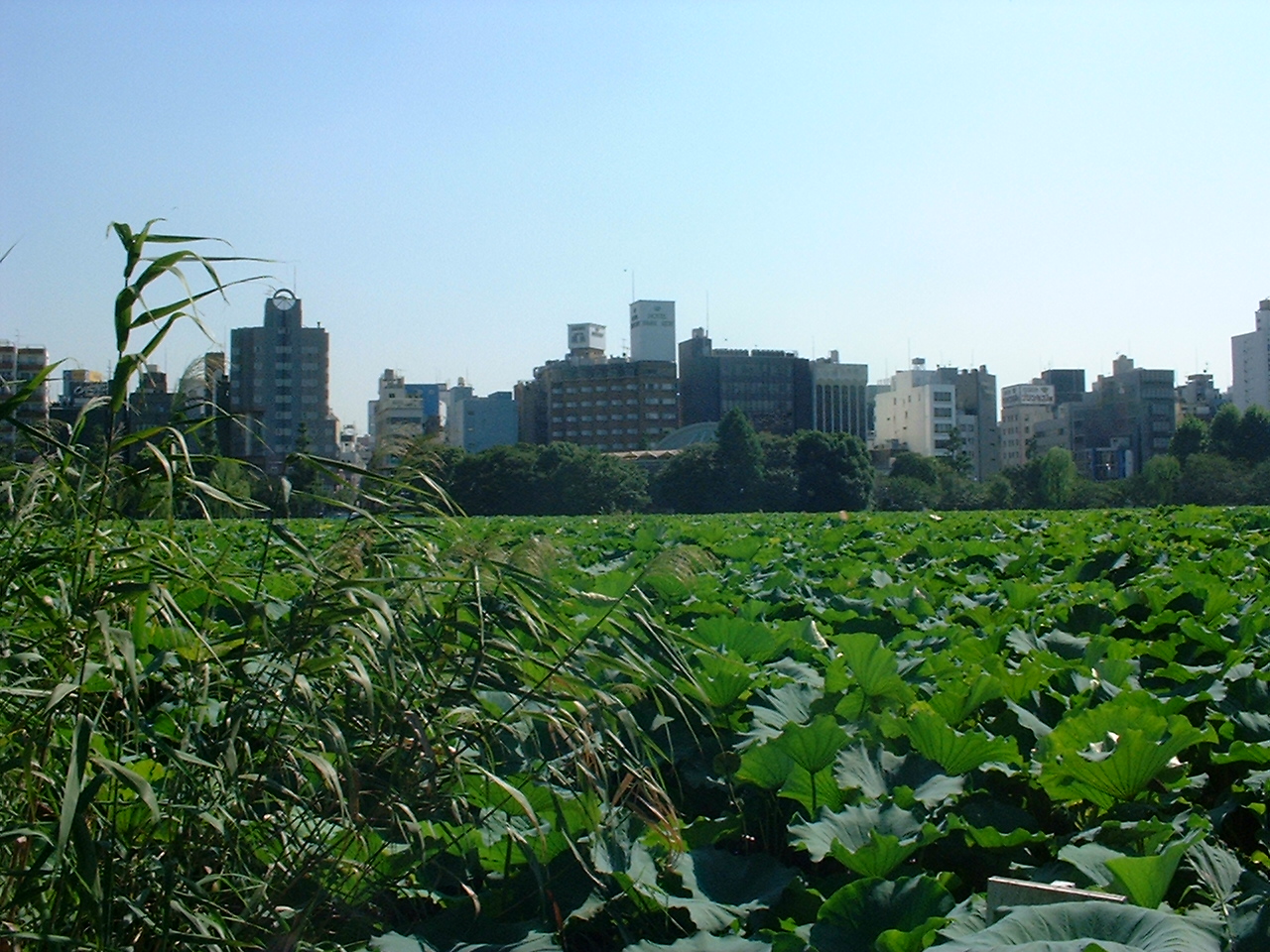 large lotus leaves at the edge of the pond