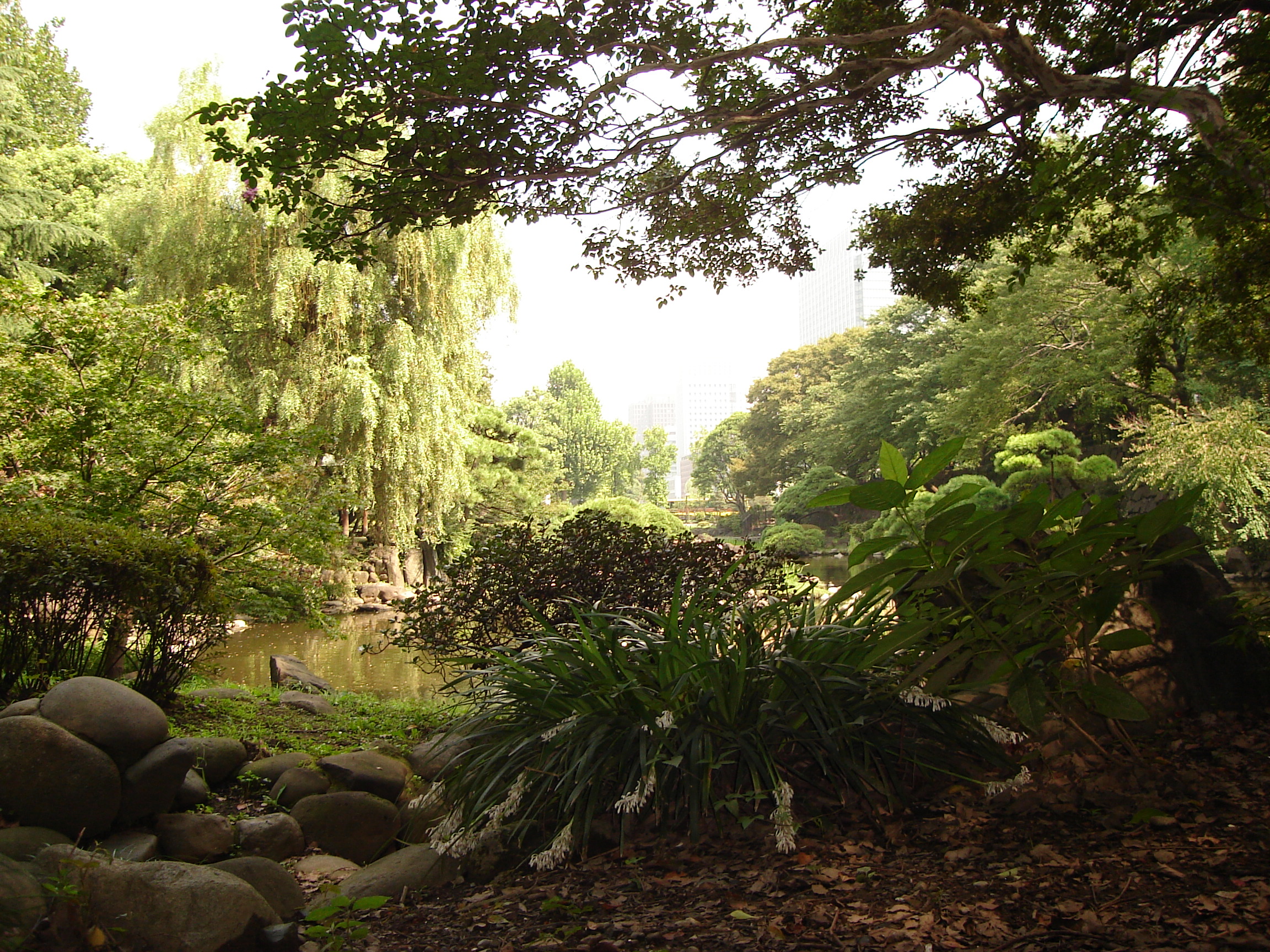 small shrubs at the edge of a pond