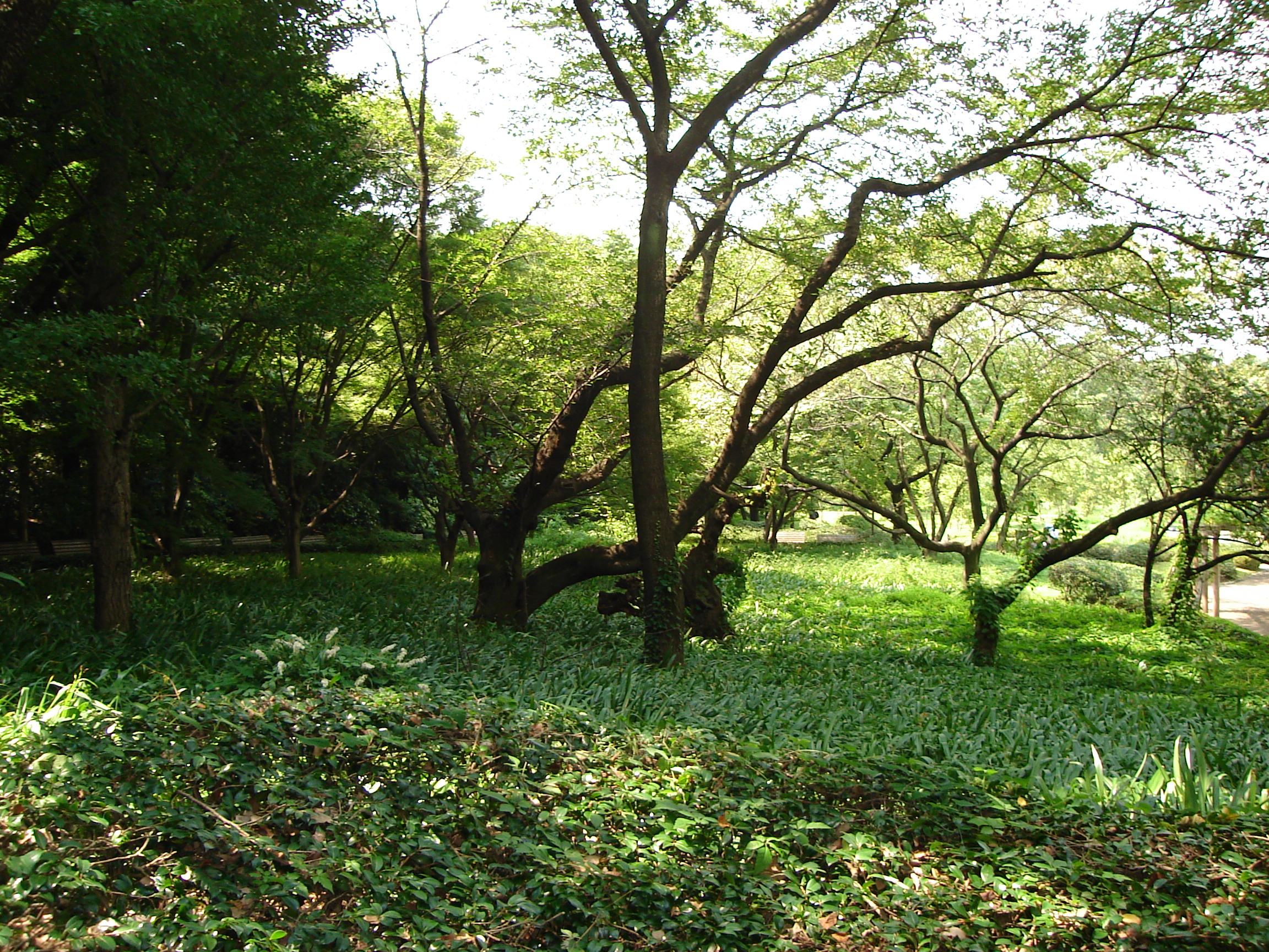grasses surround trees with only slight foliage