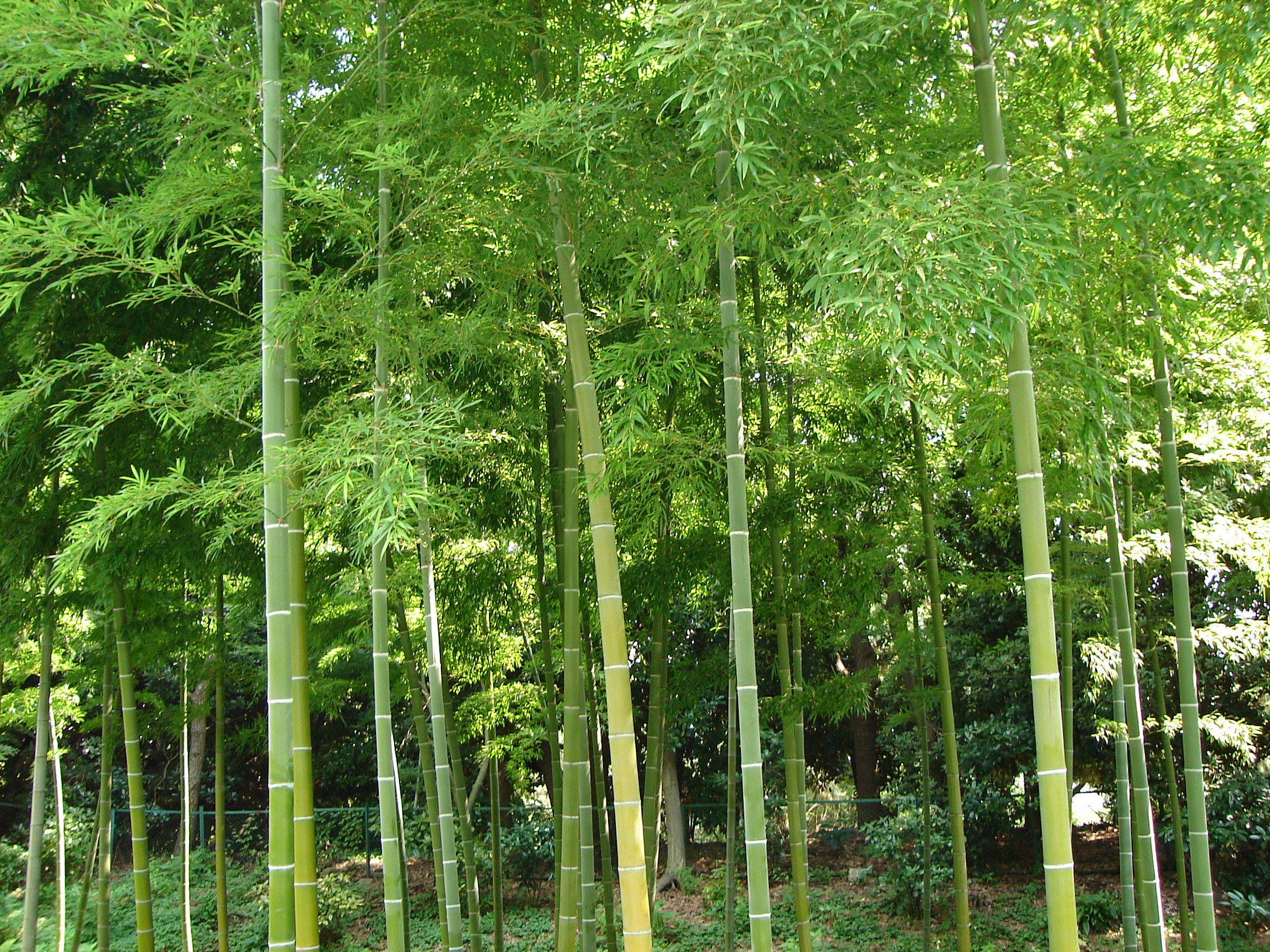 a thatch of bamboo stalks