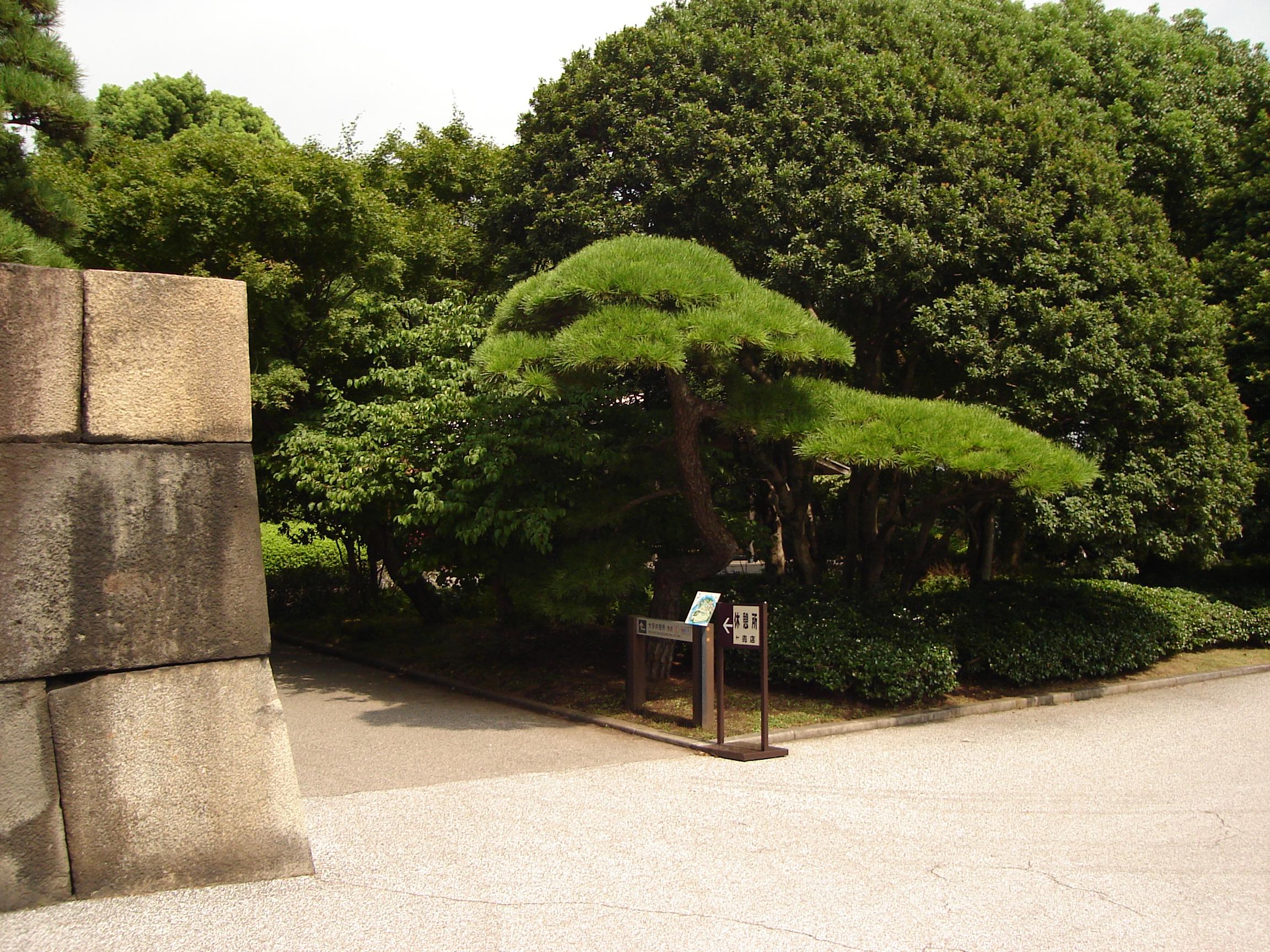 a group of trees that stops at the wall