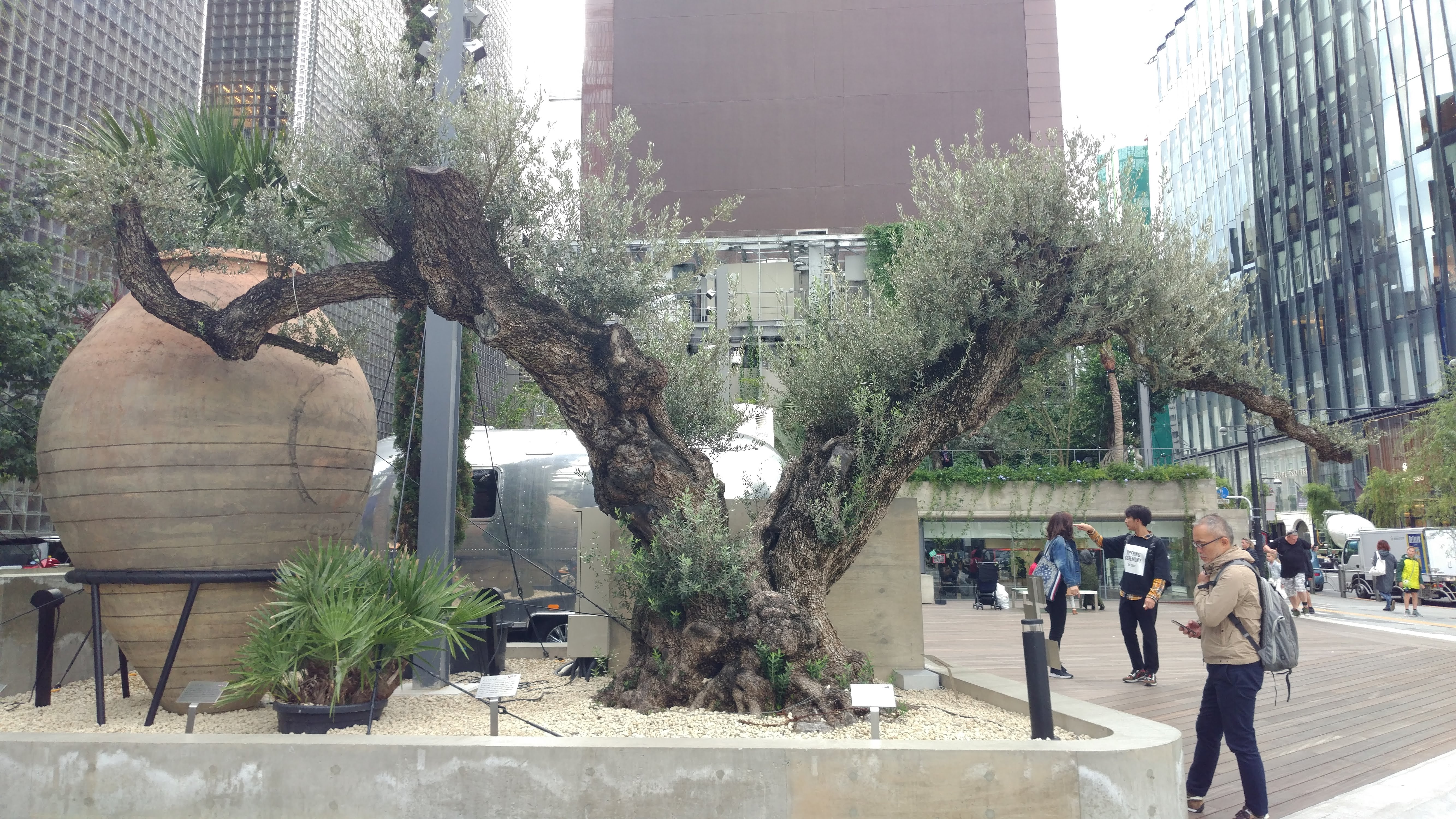 giant outdoor bonzai