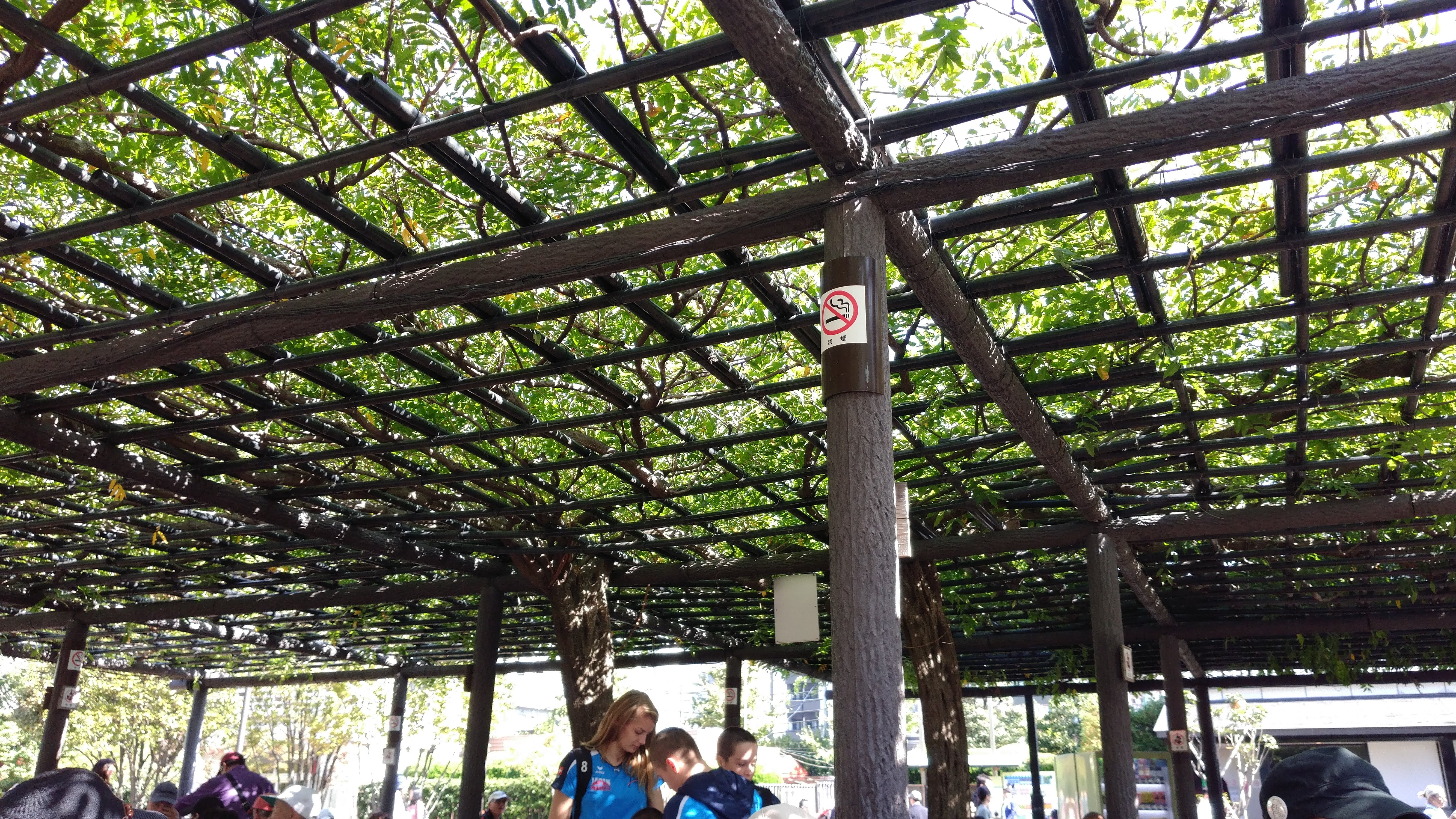 rest area with canopy of greenery