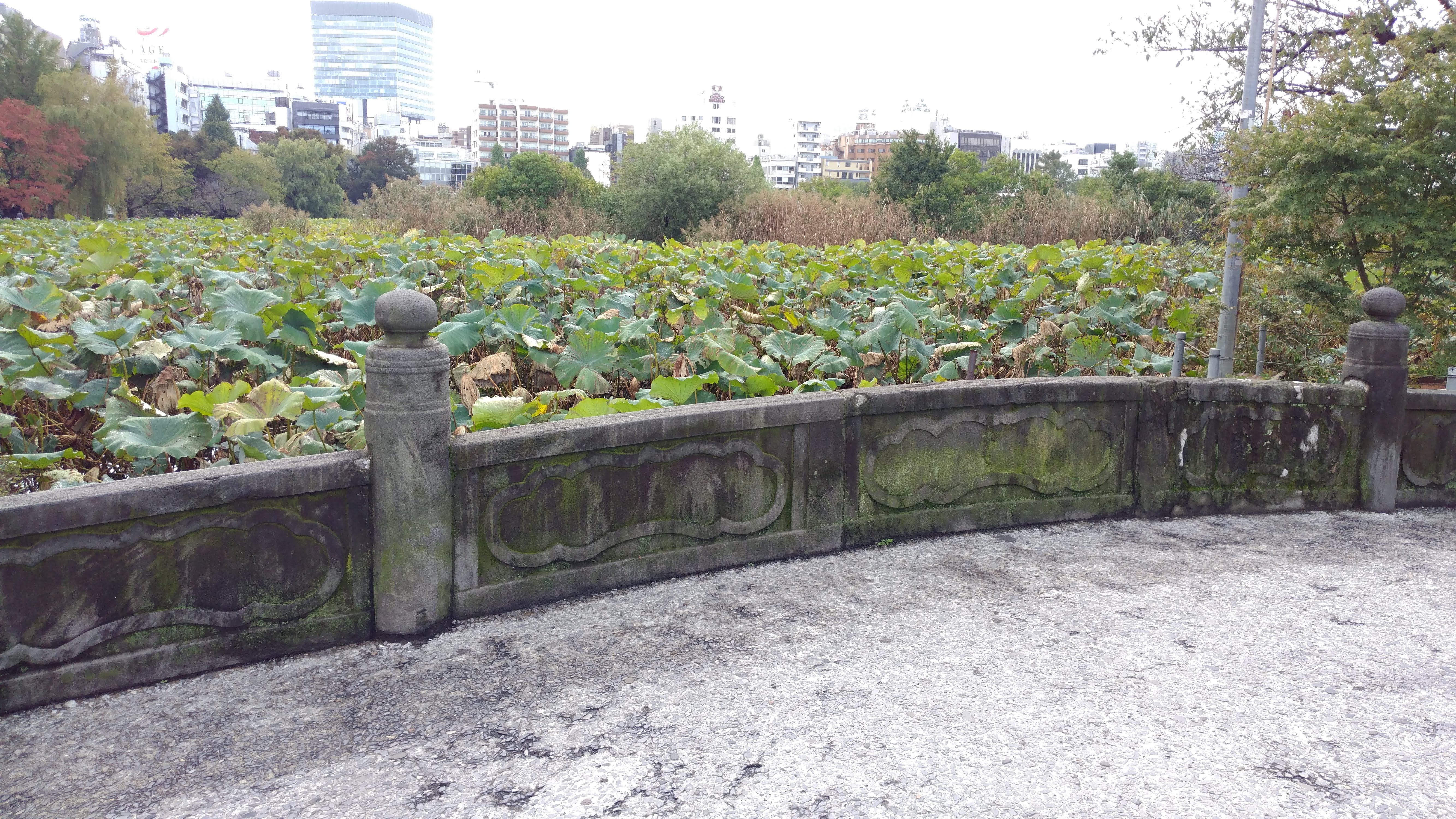 ueno pond lily pads