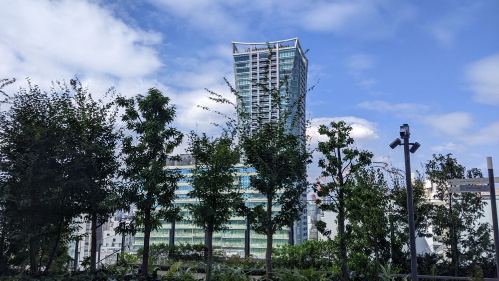 Rooftop trees with buildings in the distance