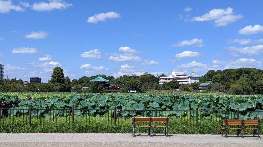 Benches near the lotus plants with the pagoda in the distance